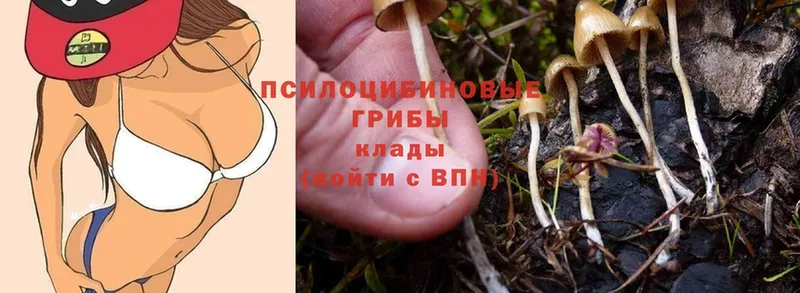 Псилоцибиновые грибы Psilocybe  Ржев 